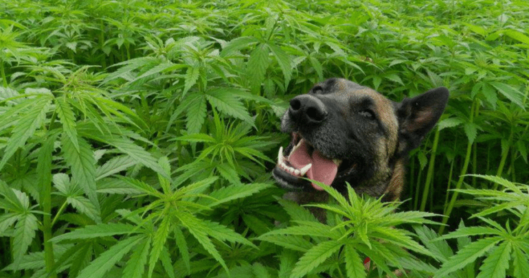 Dog cannabis