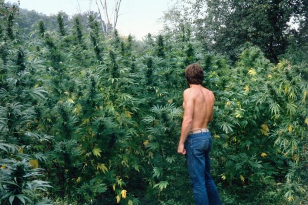 buy-weed-online-just-cannabis-mel-frank