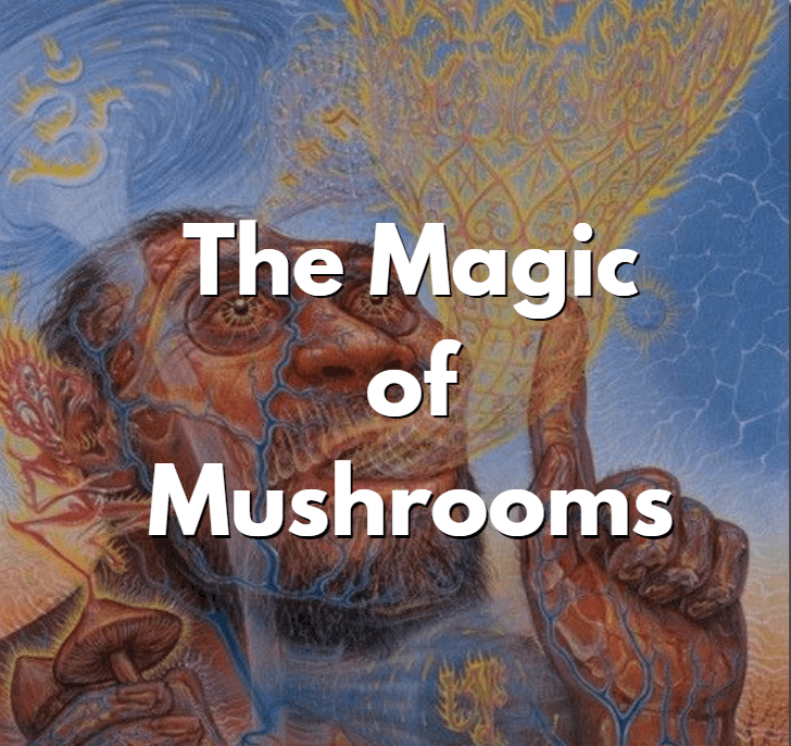 magic of mushrooms