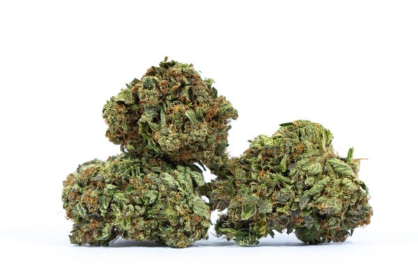 HARDCORE-OG-cannabis-strain-Buy-Online-Canada