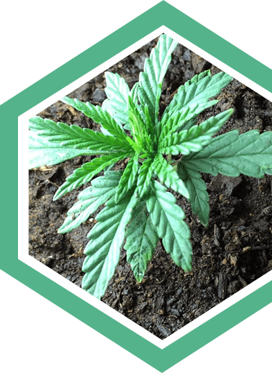 How To Grow Cannabis?