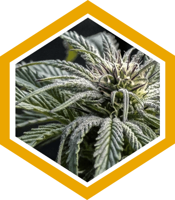 Cannabis Indica Strains