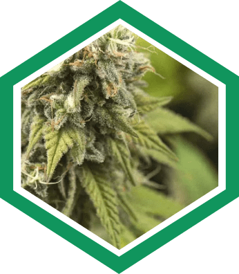 Cannabis Sativa Strains