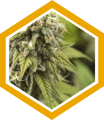 Cannabis Hybrid Strains