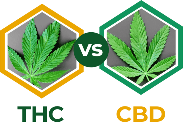 THC VS CBD