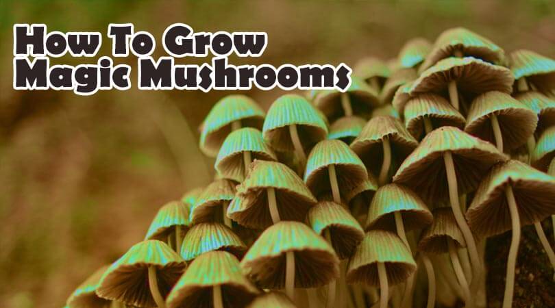 How To Grow Magic Mushrooms 1