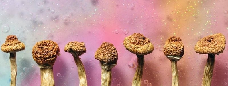 How To Grow Magic Mushrooms 3