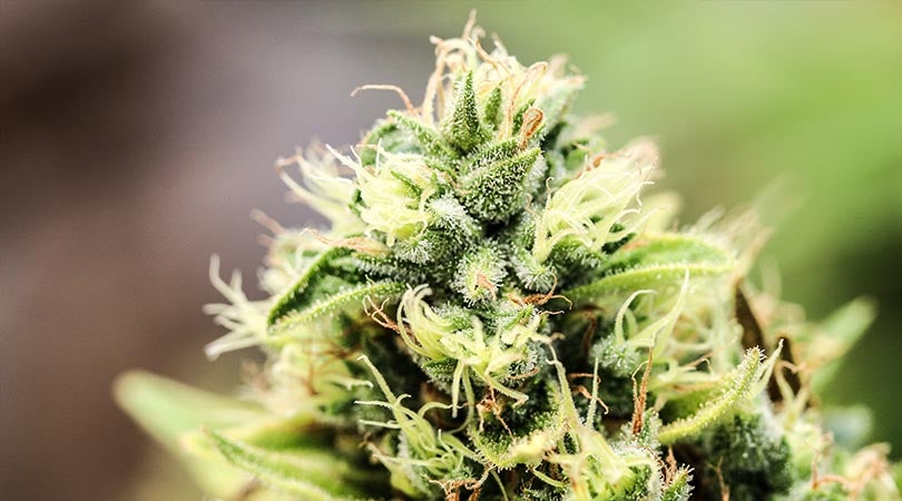 Most-Potent-Weed-Strains
