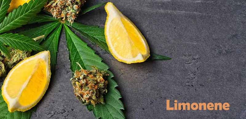 What are Cannabis Terpenes