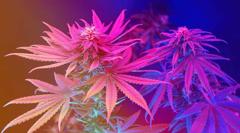 Top 10 Indica Weed Strains