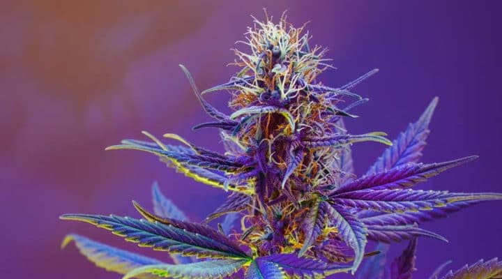 Best Weed Strains For Creativity