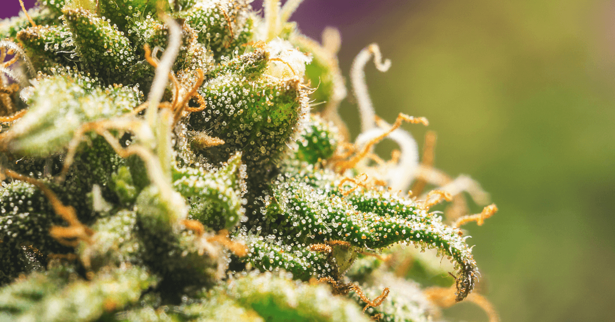 top 10 cannabis strains