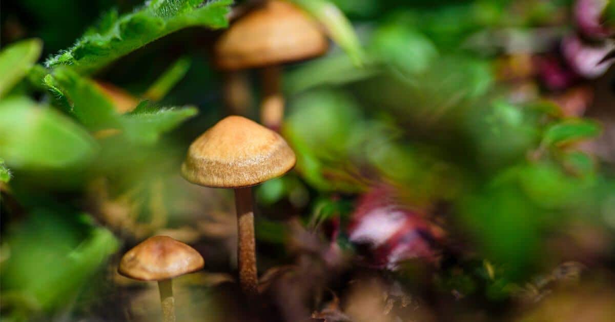 How Long Do Shrooms Take To Kick In? - Just Cannabis