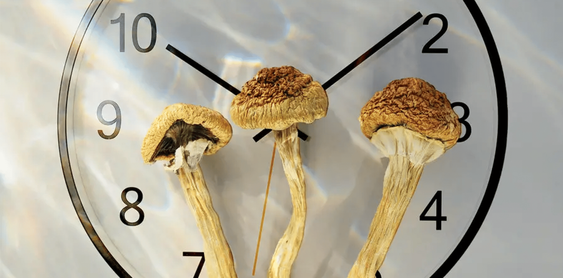 How Long Do Shrooms Stay In Your System?