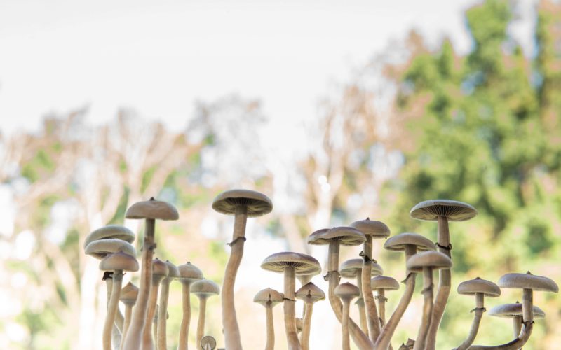 What Factors Affect the Duration of Magic Mushrooms?