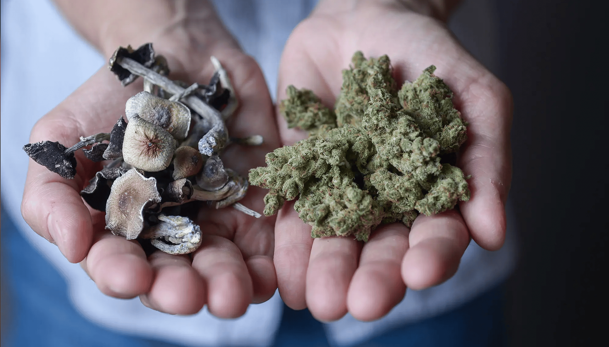 The Difference Between Weed And Shrooms