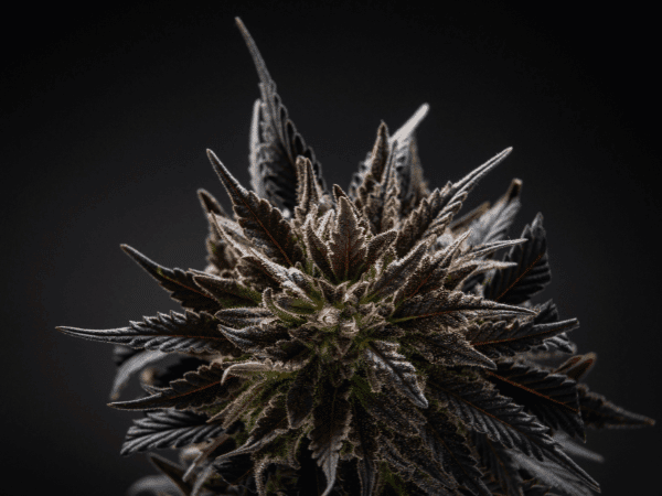 Most Potent Hybrid Weed Strains