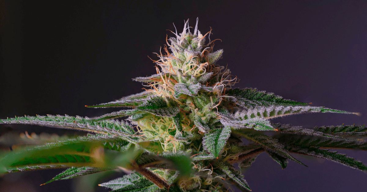 Cannabis sativa strains