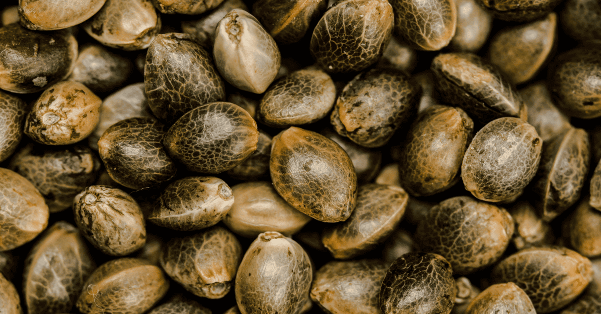 What Are the Different Types of Marijuana Seeds?
